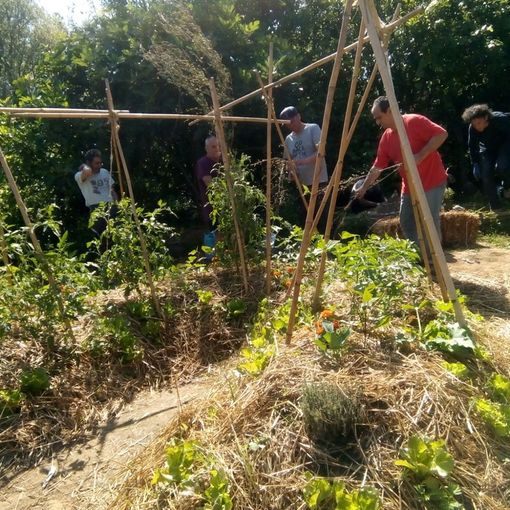 A Mirafiori l’orto sinergico coltivato da ex tossicodipendenti: &quot;Riqualifichiamo la natura con l'inclusione sociale&quot;