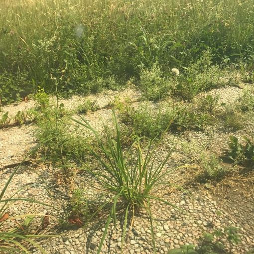 Torino, l'erba alta tiene in ostaggio anche il Palagiustizia (FOTO)