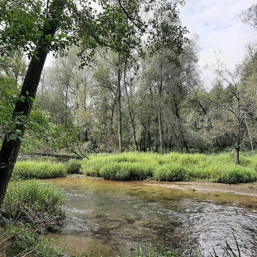 FCA e Regione Piemonte a favore dell'ambiente: un'area della Mandria diventerà parco sostenibile