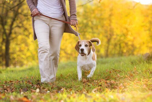 Barriera di Milano ama i cani: in programma, 5 conferenze sulla gestione e la convivenza con i migliori amici dell’uomo