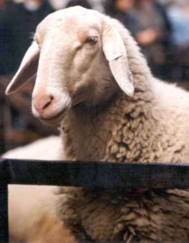 Agricoltore di Chieri denunciato per maltrattamento di animali: trasportava sei pecore in auto