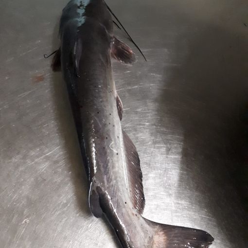 Controlli della Polizia Municipale in un ristorante cinese: rinvenuti 40 chili di merce in cattivo stato di conservazione