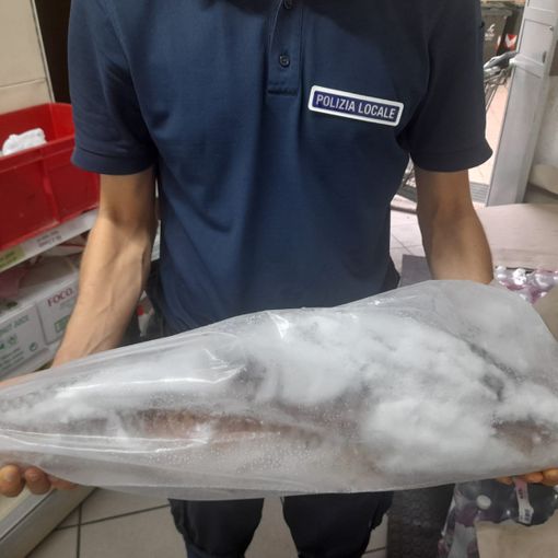 Controllo in un minimarket di Lungo Dora Napoli: trovati 242 chili di pesce mal conservato