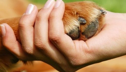 Pet therapy, Gallo (Pd): &quot;Bene la ripresa degli interventi&quot;