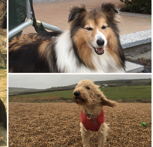 Passeggiate con i cani in aiuto dei malati di tumore al polmone: a Torino al via il progetto di pet therapy