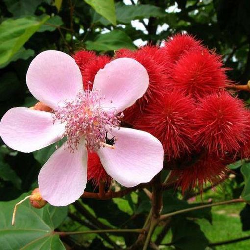 La Bixa Orellana, un colorante naturale usato nel settore tessile, cosmetico e soprattutto alimentare