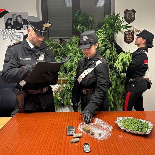Coltivava marijuana,  denunciato un 38enne di Cintano scoperto con piante alte due metri