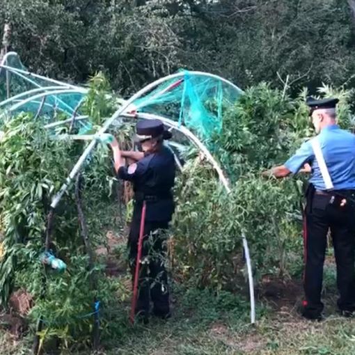 Cannabis a &quot;km 0&quot;: coltivatore trasforma orto di pomodori in piantagione di marijuana [VIDEO]