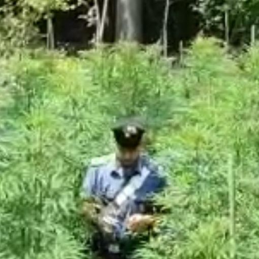 Scoperta una piantagione nel Parco di Stupinigi e una serra in un appartamento a Rivoli (FOTO e VIDEO)