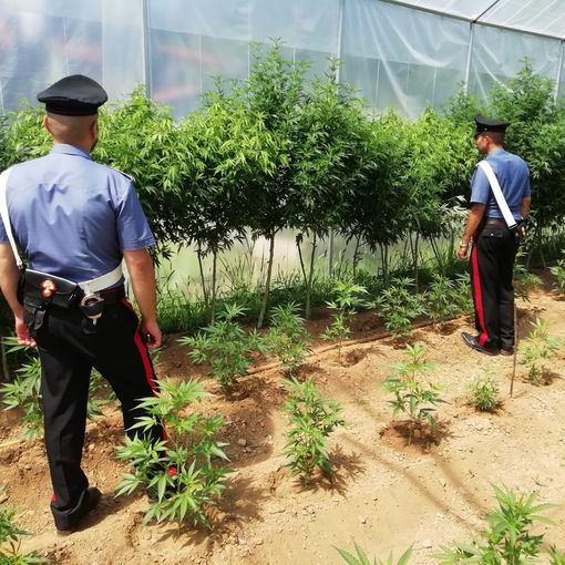 Operaio arrestato a Lanzo mentre irriga la sua piantagione di marijuana