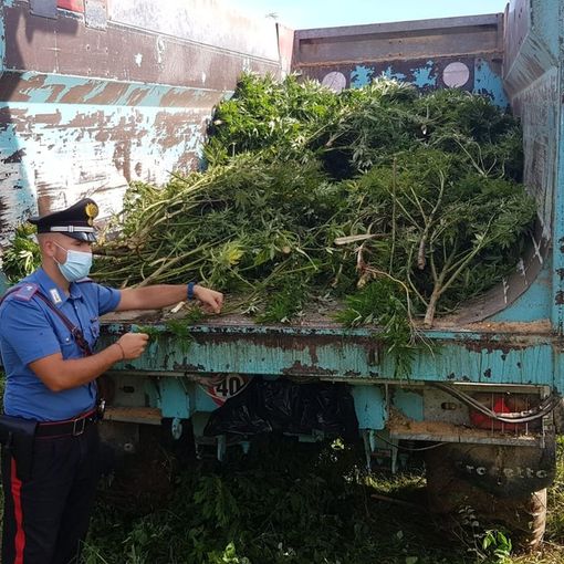 A Pralormo non tulipani, ma piante di marijuana: i carabinieri scoprono una piantagione in un bosco [VIDEO]