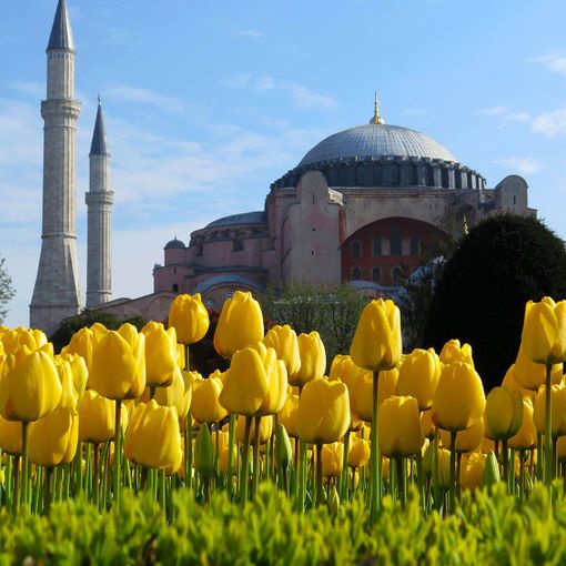 Il tulipano svela i suoi segreti e il legame con la terra che l'ha preso come suo simbolo (e a sorpresa non è l'Olanda)