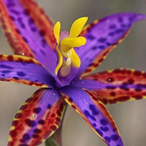 Orchidee australiane: non solo i Koala rischiano l’estinzione
