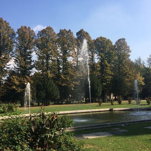 Inquinamento in Torino e provincia: piante mangia smog contro CO2 e polveri sottili possono essere un aiuto vero?