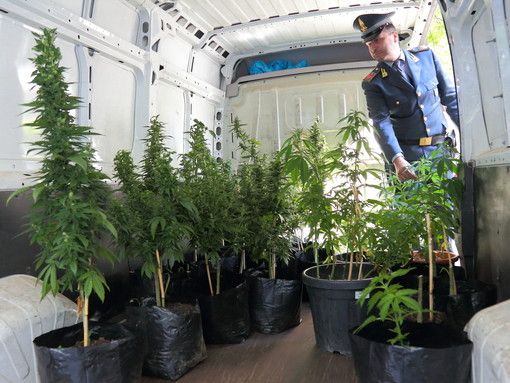 Giardiniere torinese arrestato dalla Finanza: coltivava decine di piante di canapa indiana