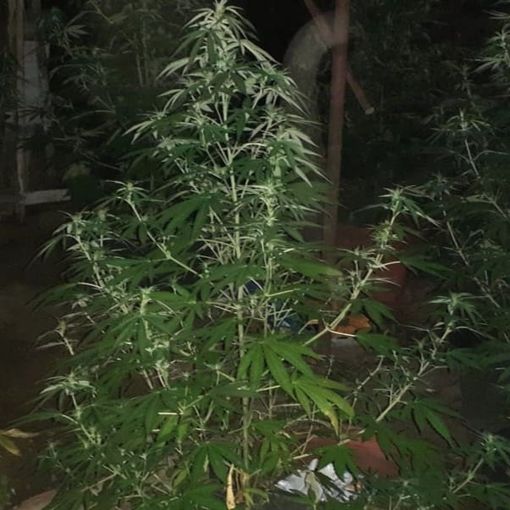Producono marijuana a km zero nel giardino di casa: arrestata coppia di conviventi