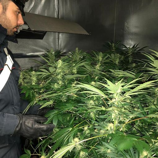 Trasforma il suo appartamento in una serra di marijuana: arrestato un disoccupato nel Canavese