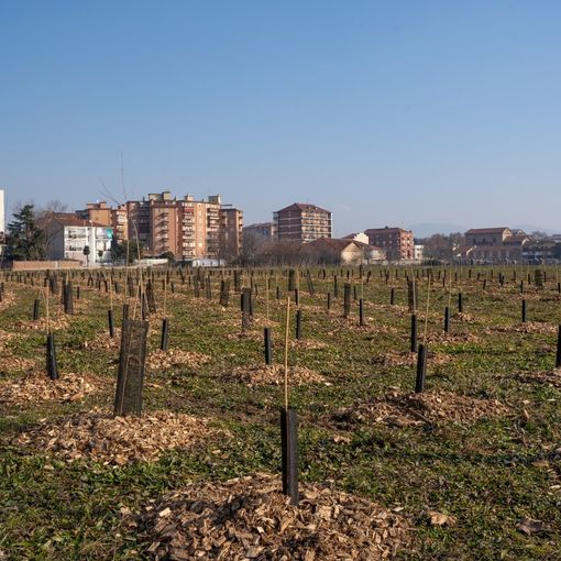 alberi parco piemonte