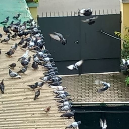 Basse di Dora, &quot;La situazione igienico sanitaria del quartiere è sempre peggio&quot;
