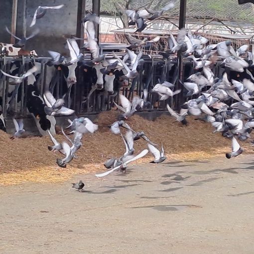 Emergenza piccioni, 5 milioni di danni all'agricoltura ogni anno