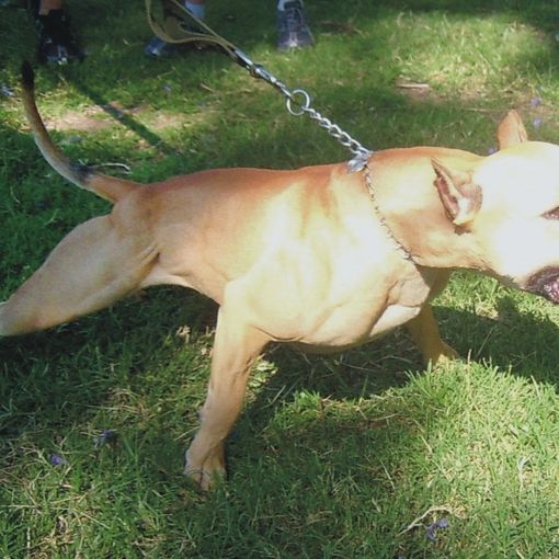 Segue la ex in strada e aizza il pit bull contro di lei e il suo nuovo fidanzato: arrestato