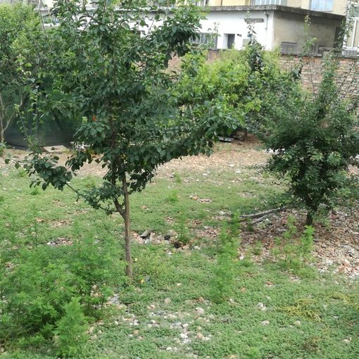 La città che non ti aspetti: in pieno Lingotto c'è un pollaio con tanto di cartello &quot;Non date da mangiare alle galline&quot;