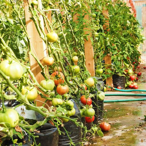 &quot;Etichettatura obbligatoria per il pomodoro da sugo, una tutela della produzione Made in Piemonte&quot;