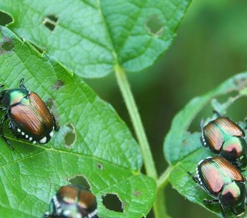 Lotta alla Popillia japonica, aperto il bando regionale da 813 mila euro per le reti anti insetto