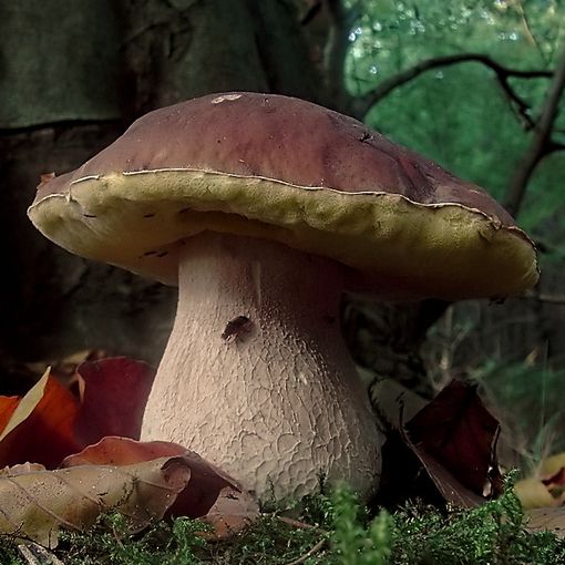 Bardonecchia: mostra, escursione e degustazione di funghi, bacche e frutti selvatici