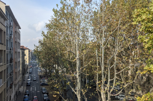 Corso Francia: iniziata da piazza Rivoli la potatura degli alberi (foto d'archivio)