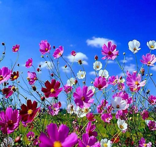 fiori in un campo a primavera