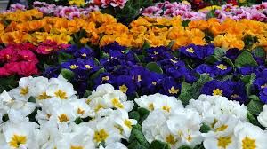 Ecco alcuni consigli di primavera. Facendo attenzione alle fake news