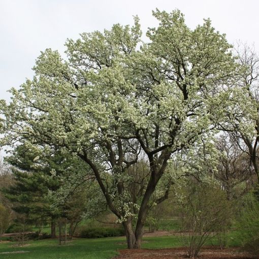 pyrus calleryana