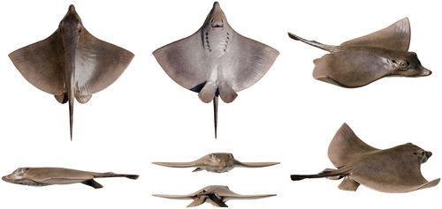 Un pesce fossile di 50 milioni di anni fa: la straordinaria scoperta dei ricercatori di Unito