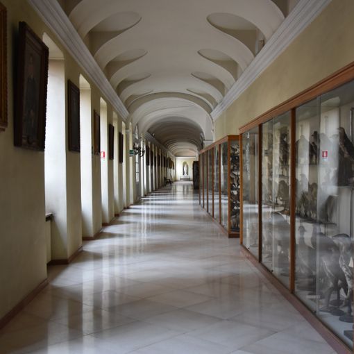 sale del real collegio carlo alberto