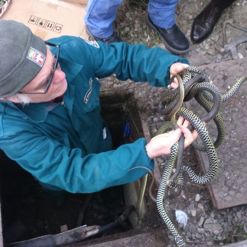 Recuperati in un tombino a Carignano una ventina di biacchi, innocui serpenti molto utili e largamente diffusi