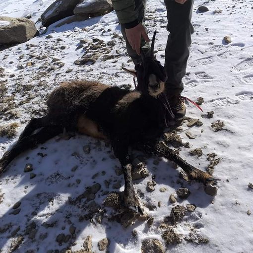 I vigili del fuoco intervengono per salvare un camoscio rimasto ferito a Ceresole Reale (FOTO)