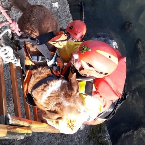 Cane cade dall'argine dei Murazzi, i pompieri lo recuperano dopo averlo imbragato con un &quot;pannolone&quot;