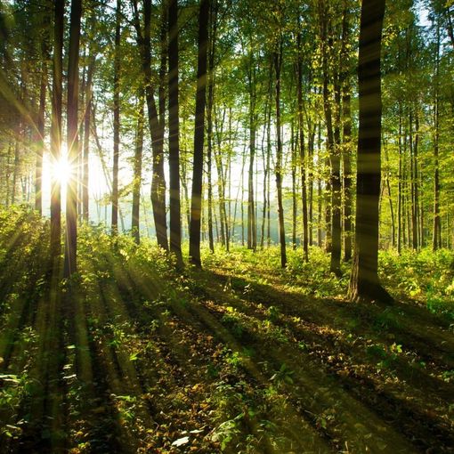 riforestazione collegno