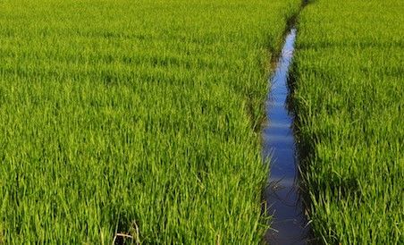 Terre d'Acqua tra riso e canali: dal 10 al 12 maggio la prima edizione della rassegna che coinvolge il nord-est