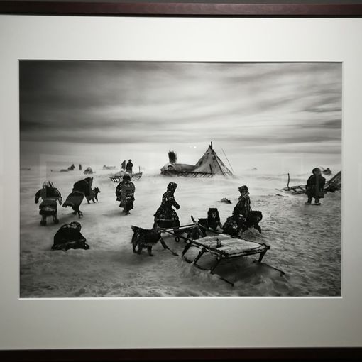 Reggia di Venaria, in mostra i gioielli della Natura negli scatti di Salgado