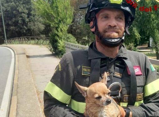 Pellerina, un Chihuahua cade nella Dora: i vigili del fuoco lo portano in salvo