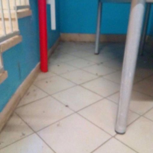 Rientro tra i banchi con sorpresa: in mensa c'erano gli scarafaggi. &quot;Ma il servizio non era ancora attivo&quot;