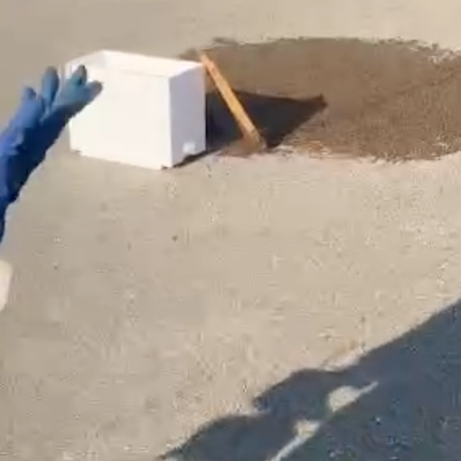 La natura si prende la zona industriale di Orbassano: maxi sciame d'api catturato davanti all'Av El [VIDEO]