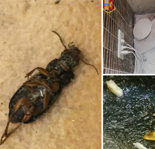 In via Nizza un “locale da incubo”: blatte e insetti morti nel frigo e sotto il bancone del locale [FOTO]