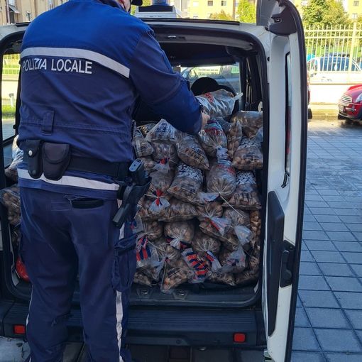 Lotta all’abusivismo, sequestrati 245 kg di noci e sanzione di 2.582 euro al venditore senza permessi