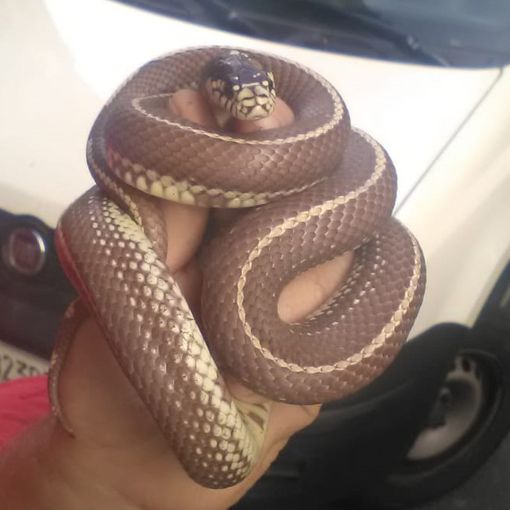 Un ospite strisciante a San Salvario: trovato serpente in un tombino di via Foscolo