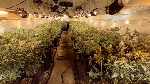serra di cannabis