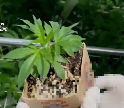 Cantina trasformata in laboratorio per la produzione di marijuana: arrestato un quarantenne [VIDEO]