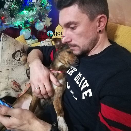 Miracolo di Capodanno: Shelby è tornata a casa dopo 48 ore in fuga dai botti
